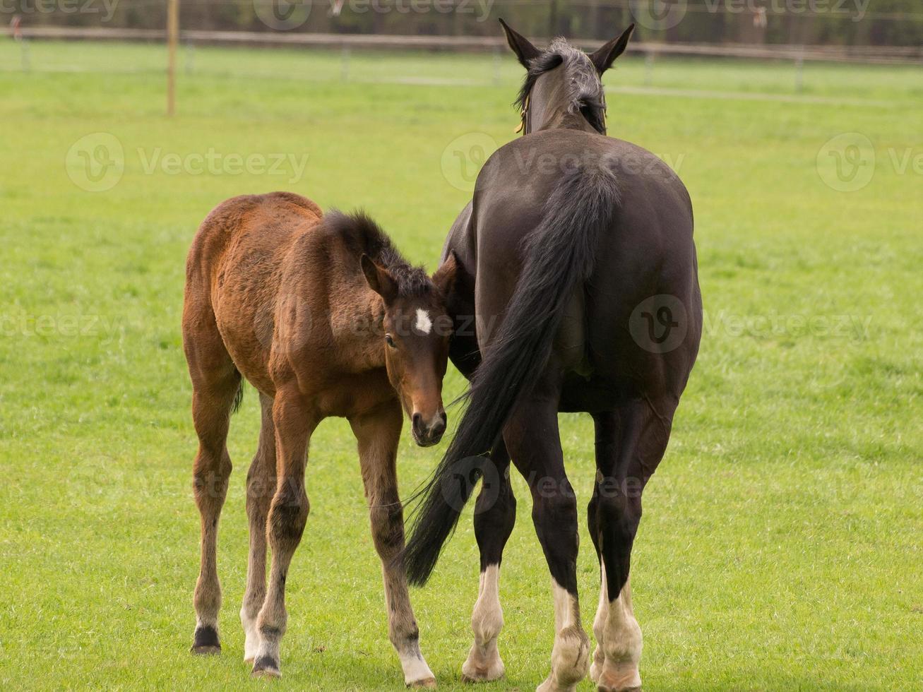 Horses on a german meadow photo