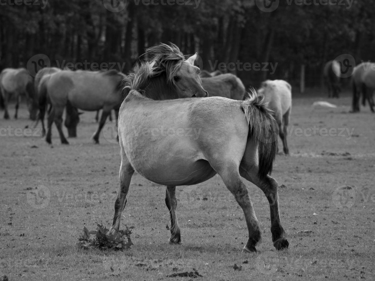 Horses on a german field photo