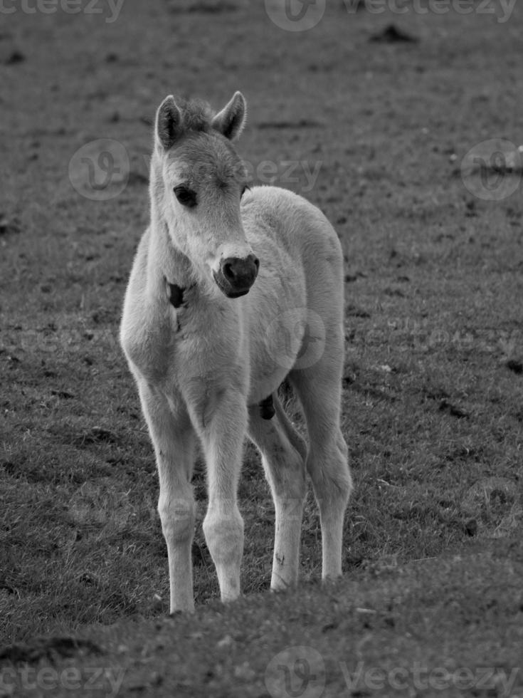 wild horses on a field photo