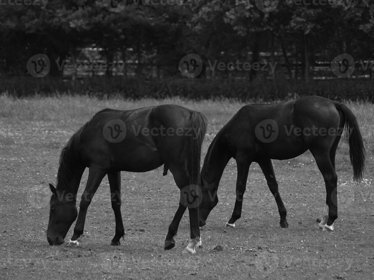 wild horses in germany photo