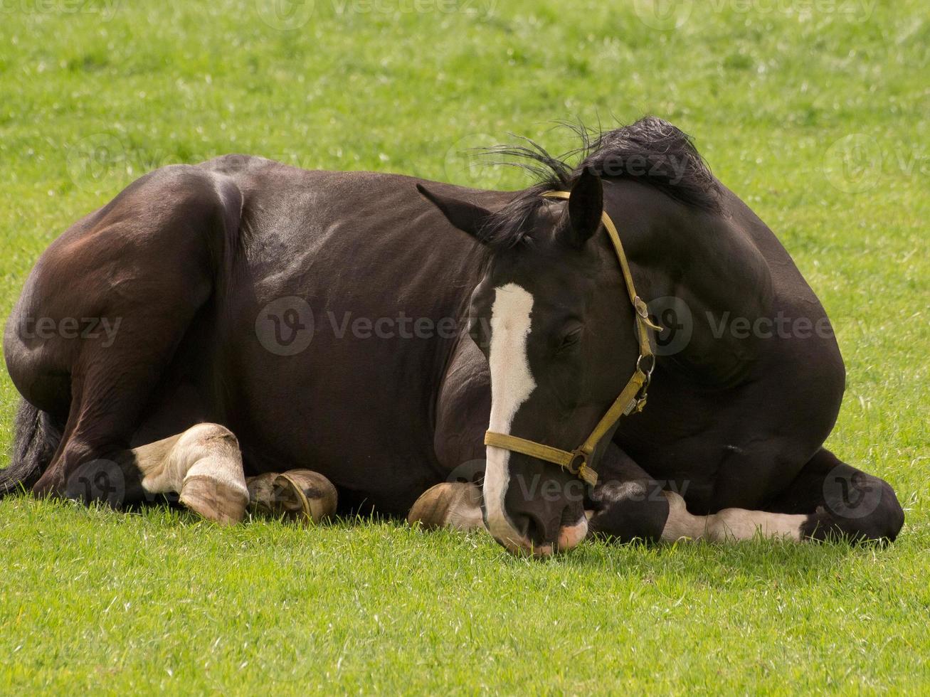 horsea and foals photo