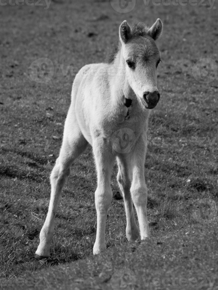 wild horses on a field photo