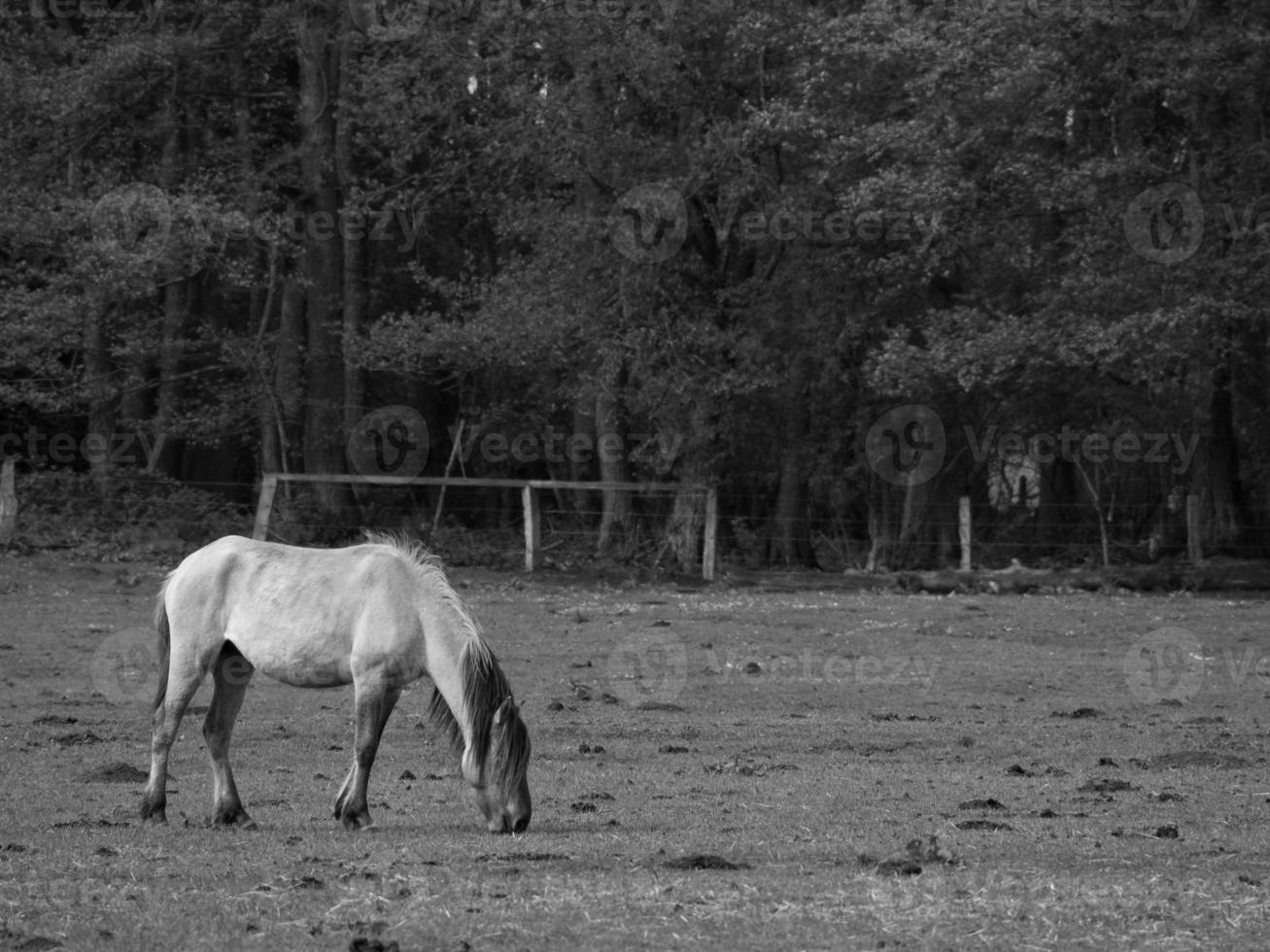 caballos en westfalia foto