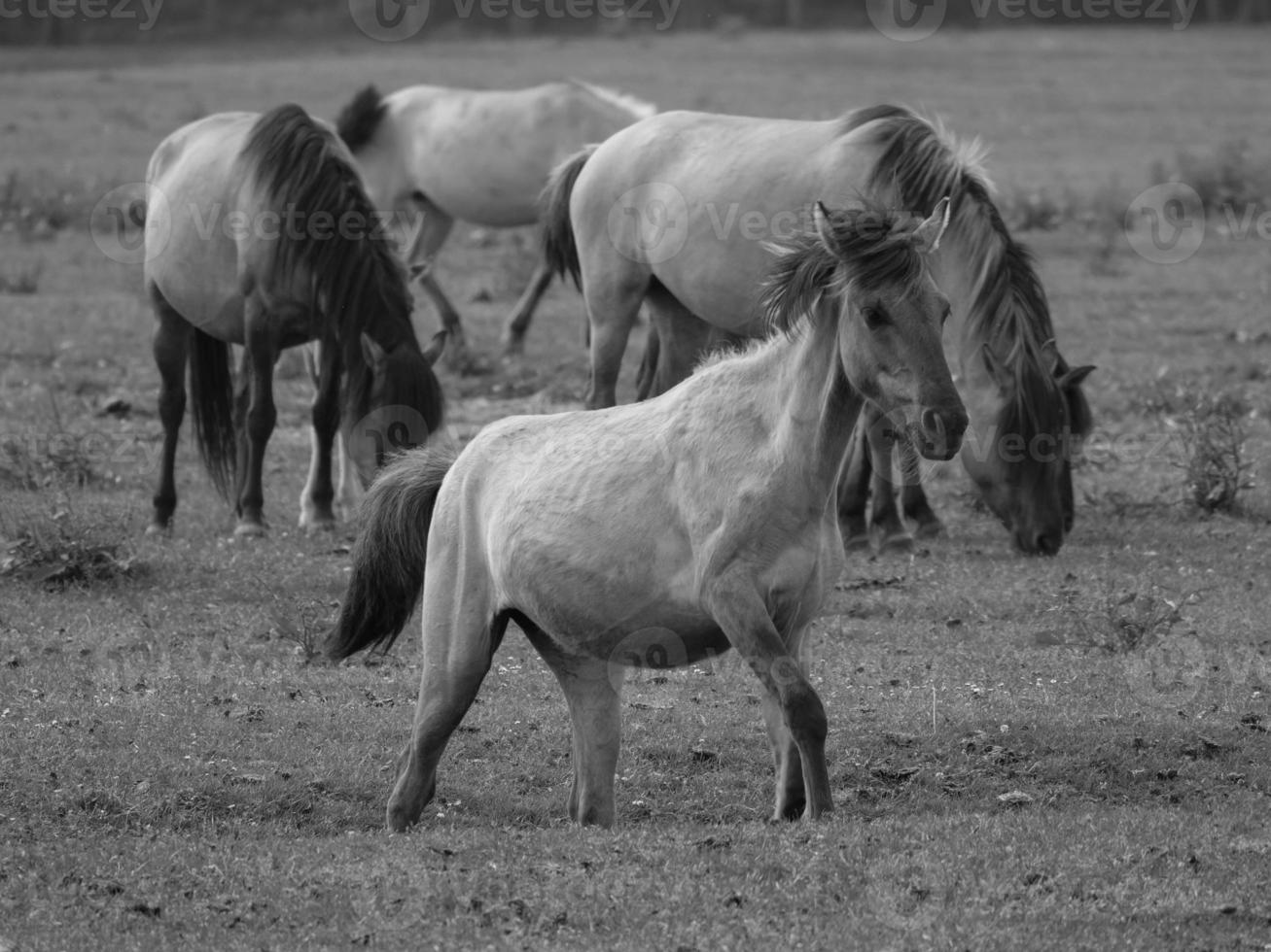 wild horses on a meadow photo