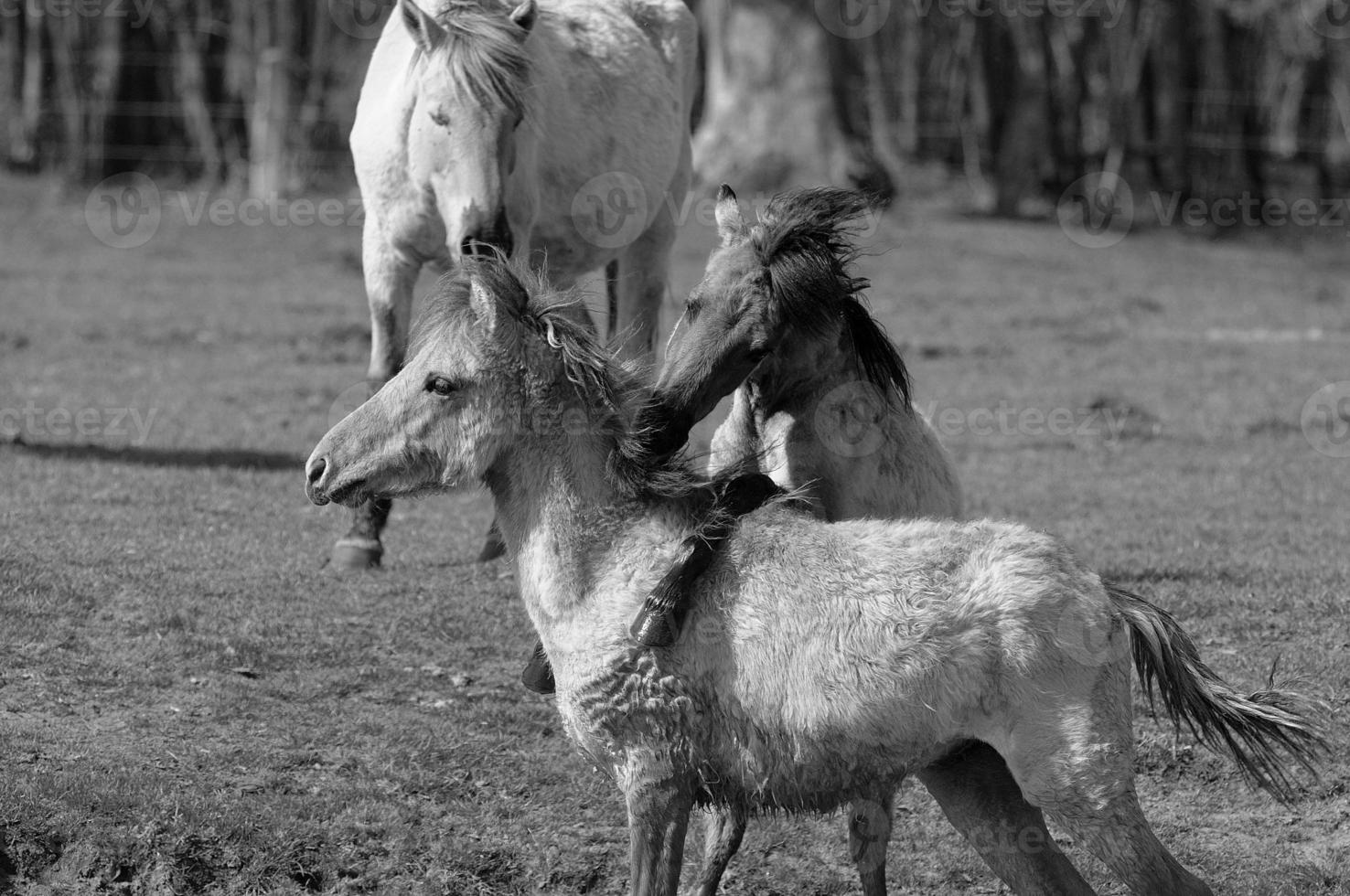 caballos en westfalia foto