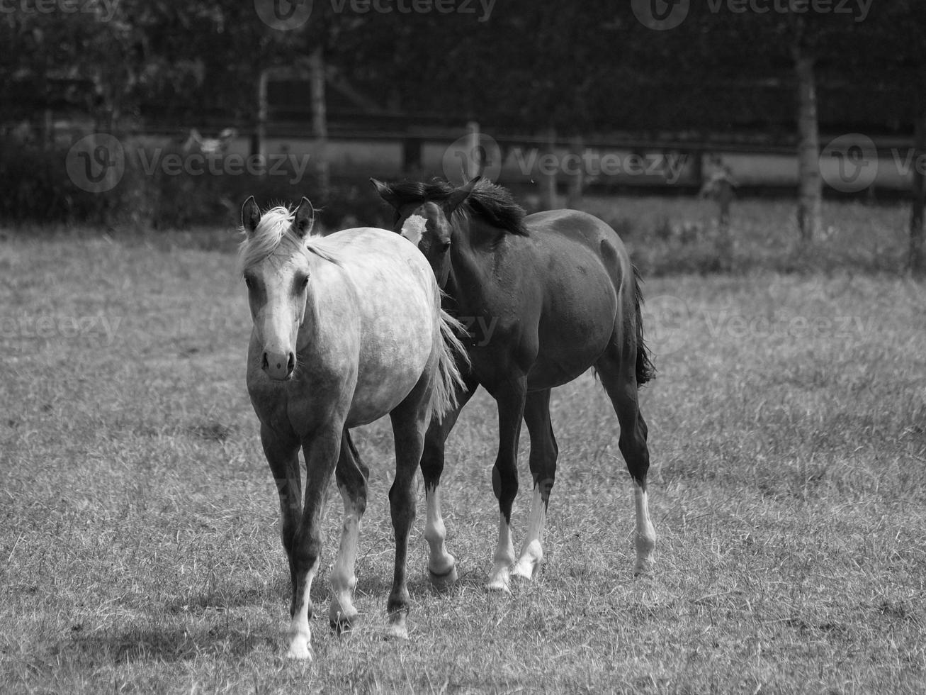 horses in germany photo