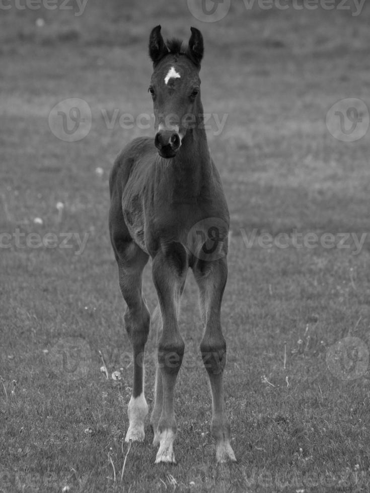 many horses in germany photo