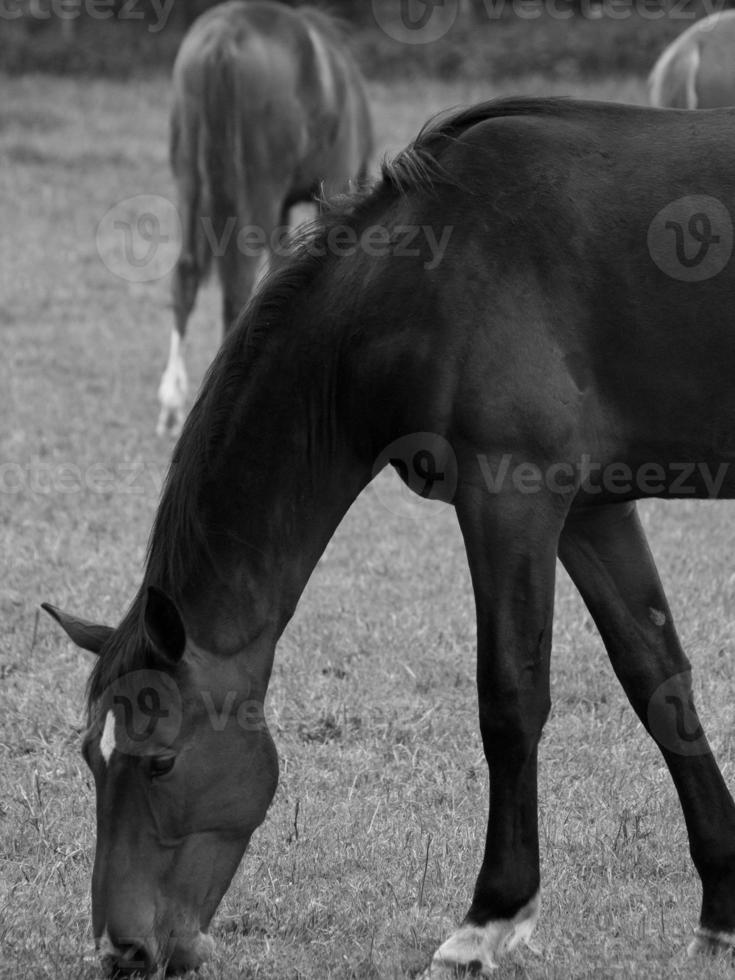 many horses in germany photo