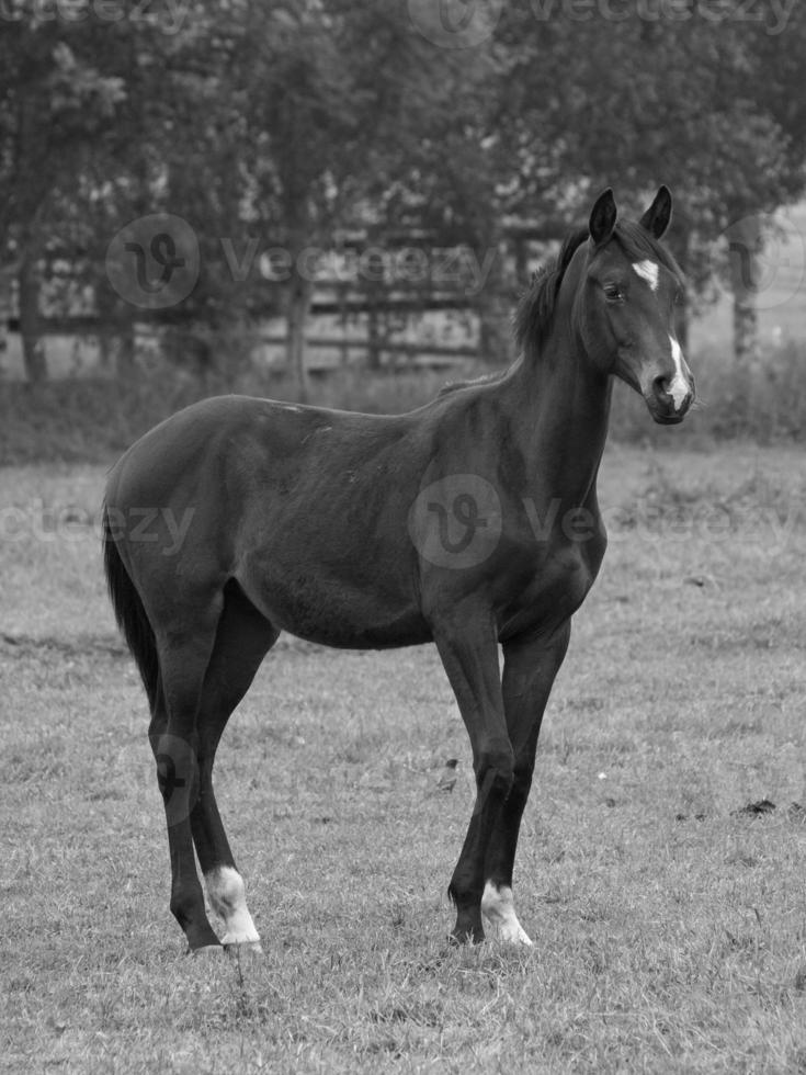 many horses in germany photo