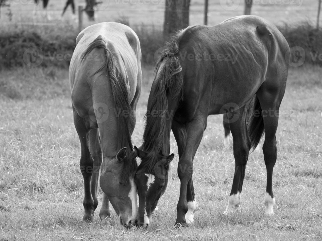 Horses in germany photo