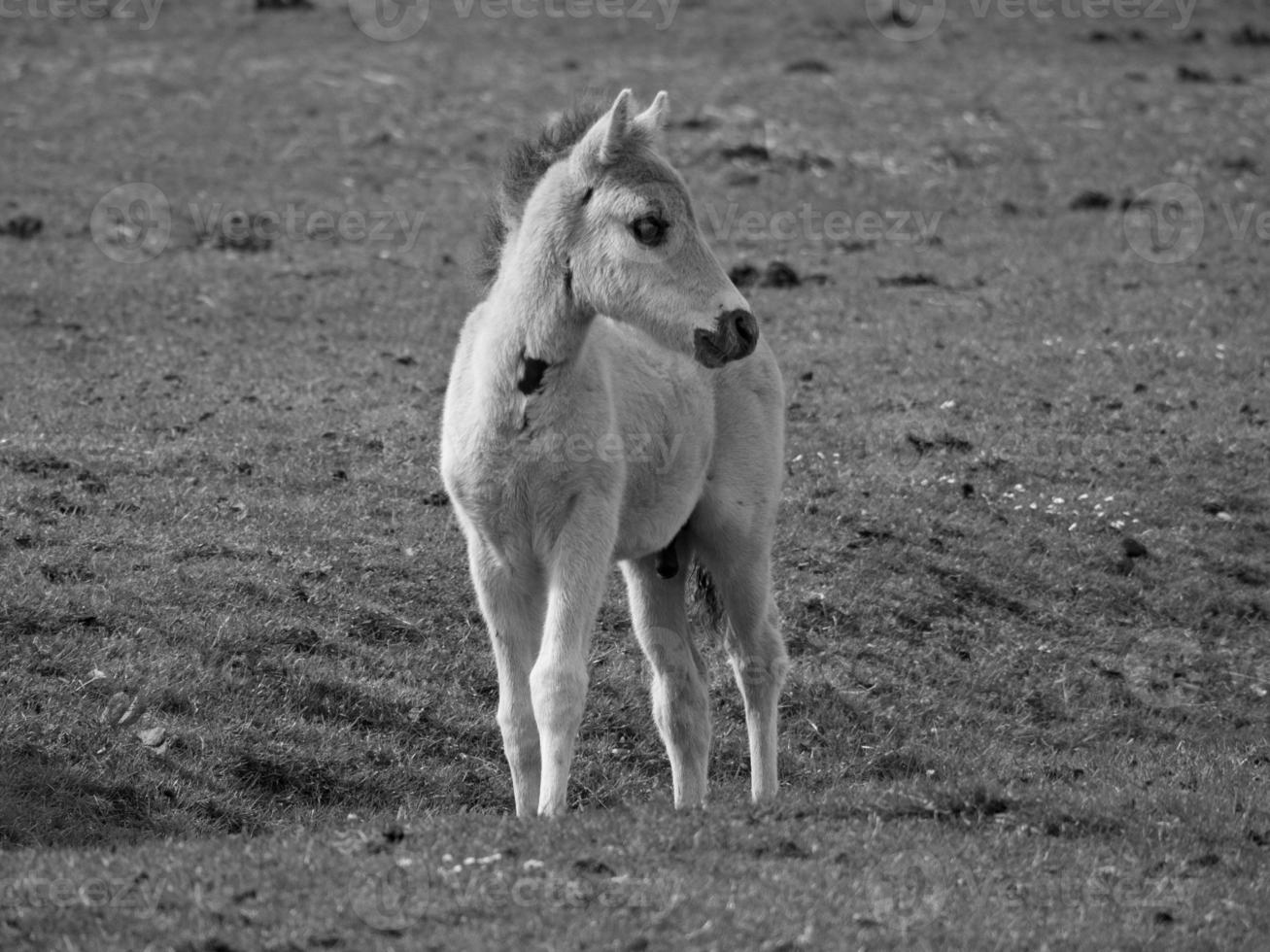 wild horses on a field photo