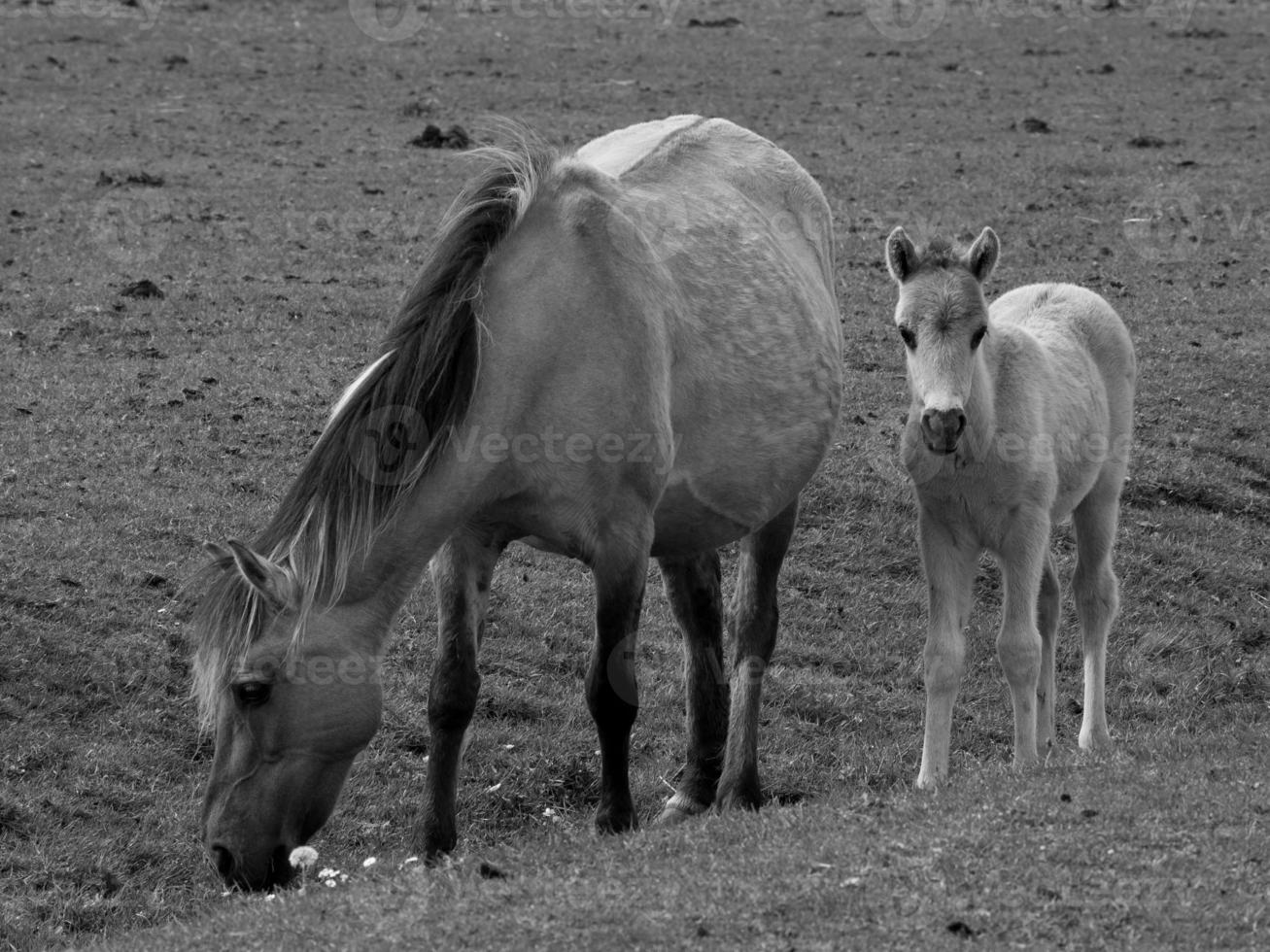 wild horses on a field photo