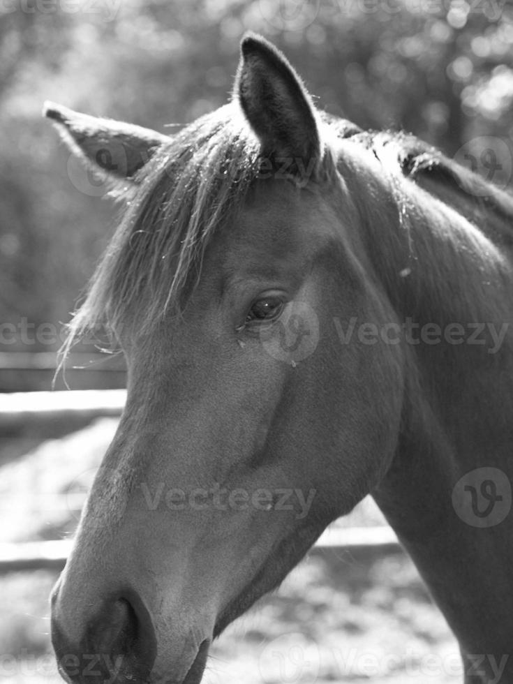 horses on a german meadow photo