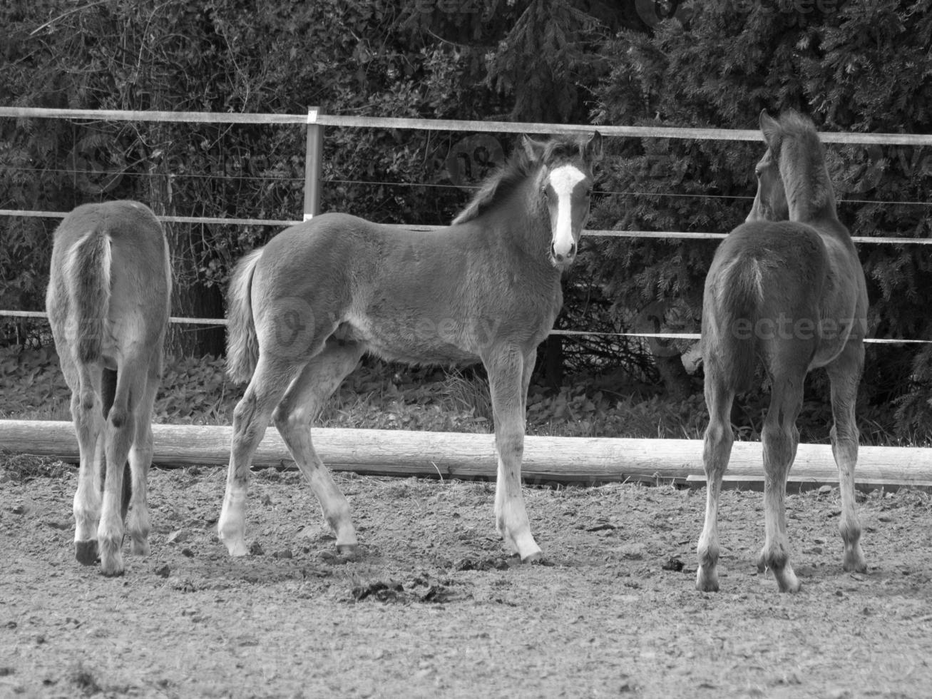 horses and foals in germany photo