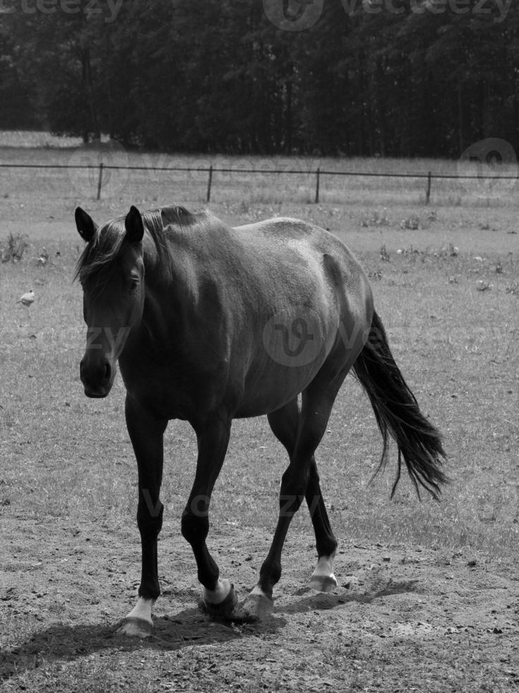horses on a german meadow photo