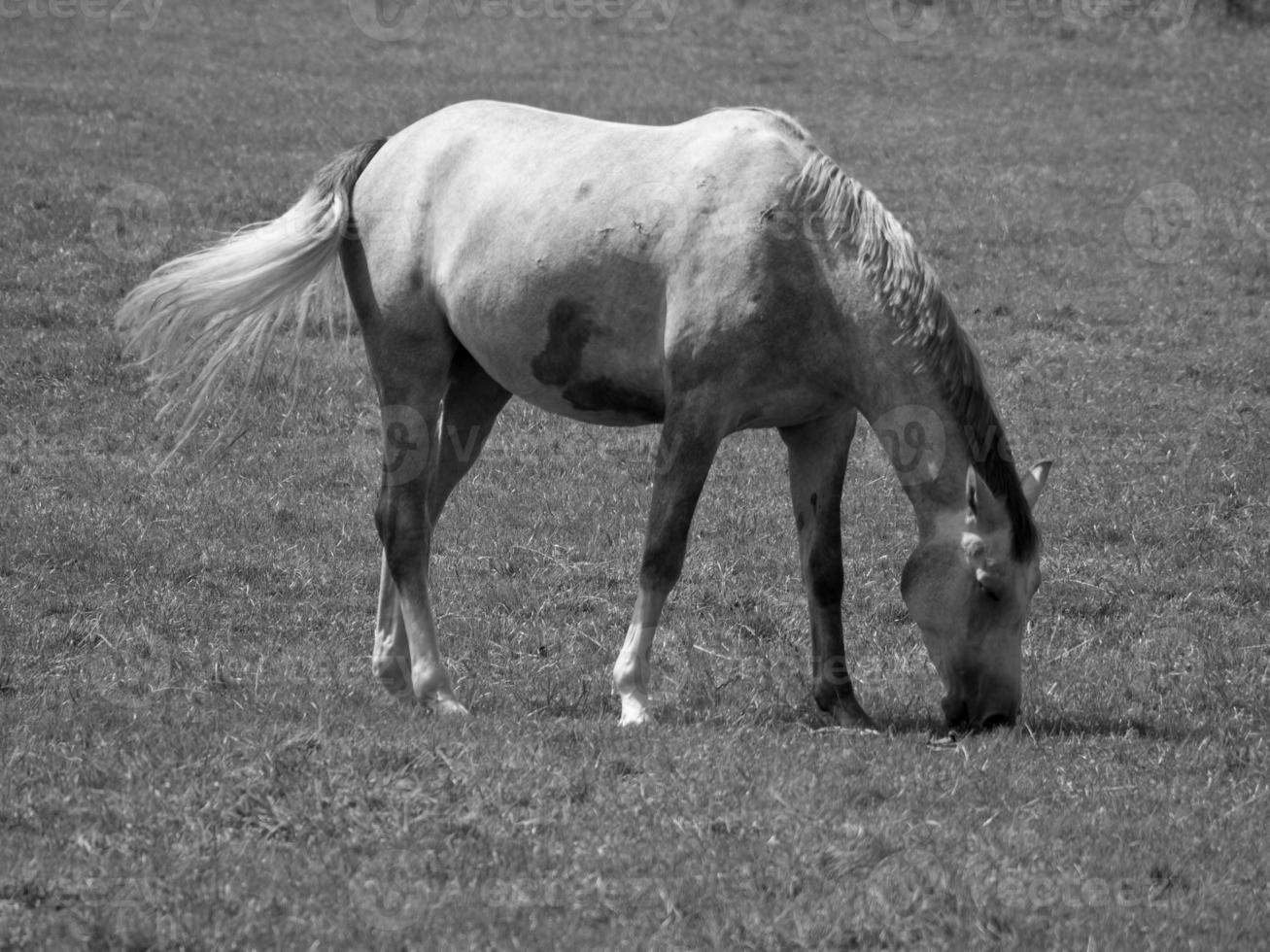 Horses on meadow in germany photo