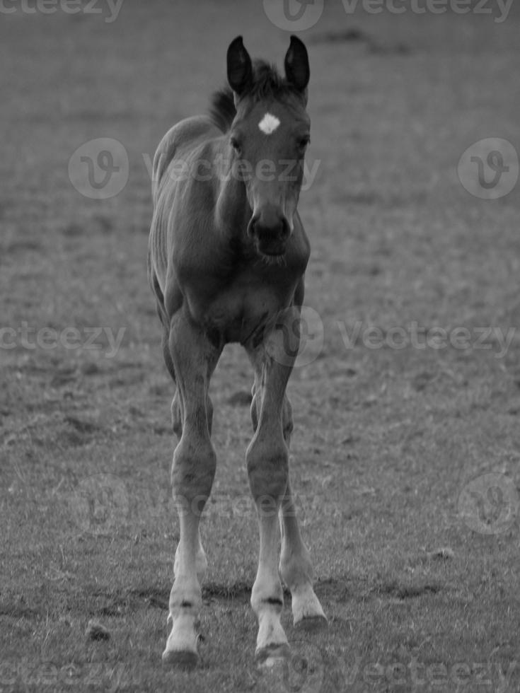 horses and foals in germany photo