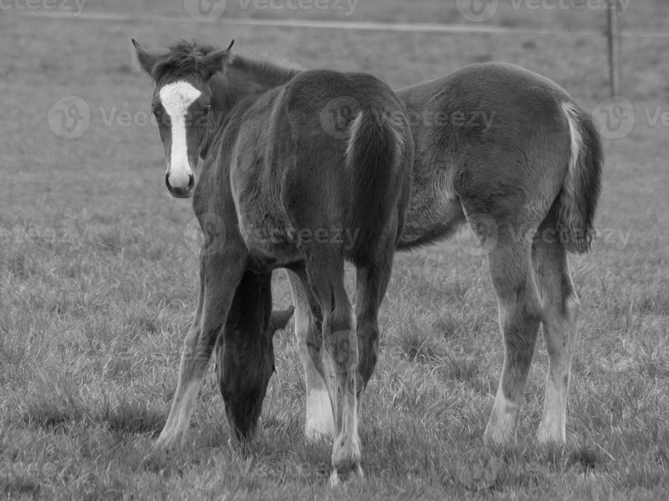 horses on a german meadow photo