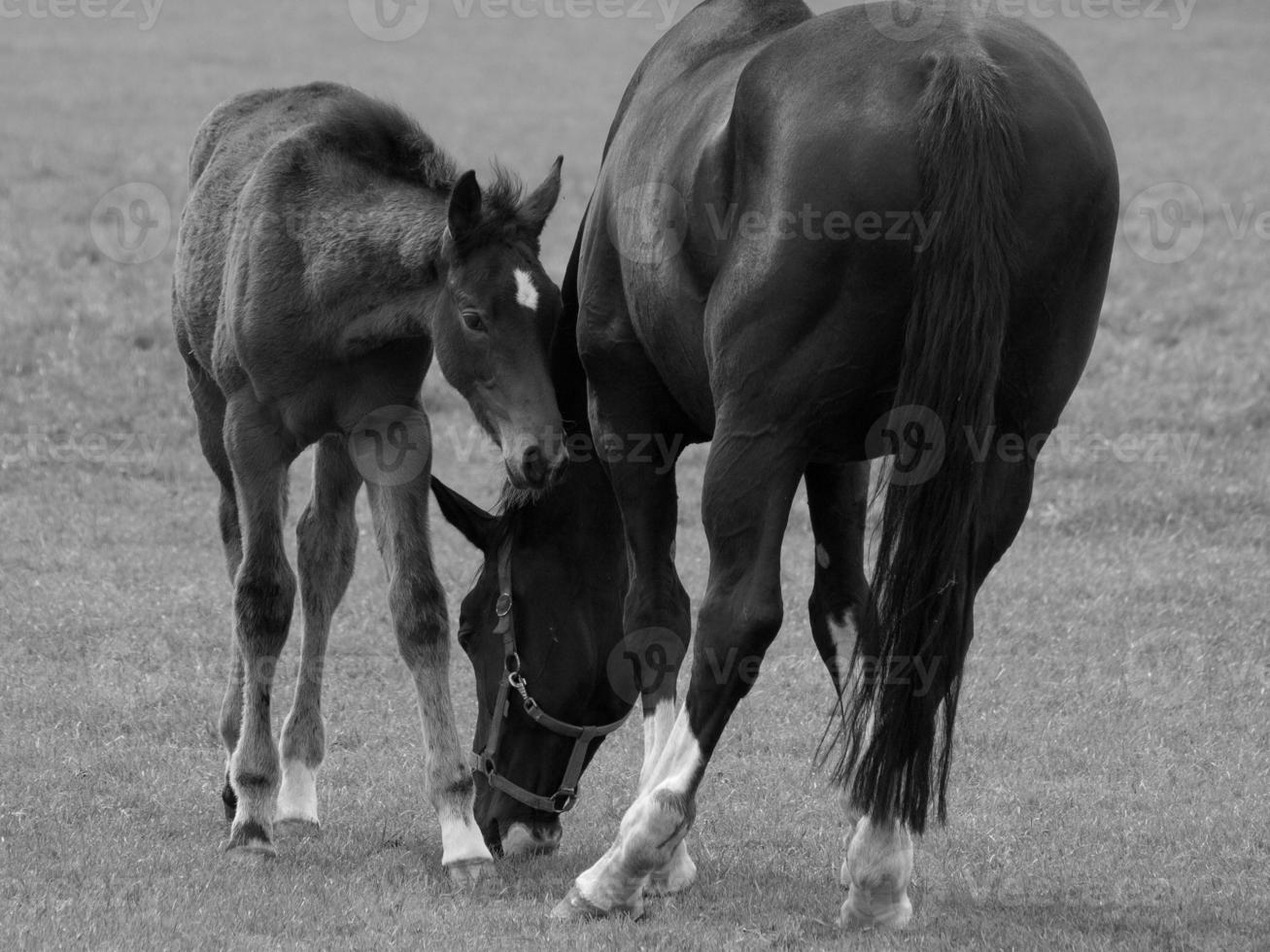 horses on a german meadow photo