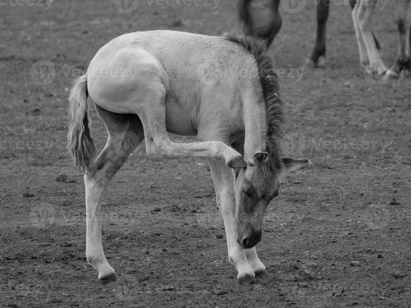 wild horses on a german field photo