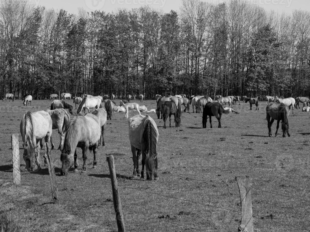 caballos en un prado alemán foto