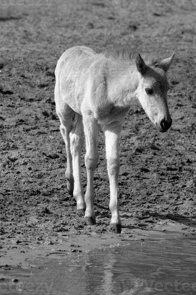 wild horses on a german field photo
