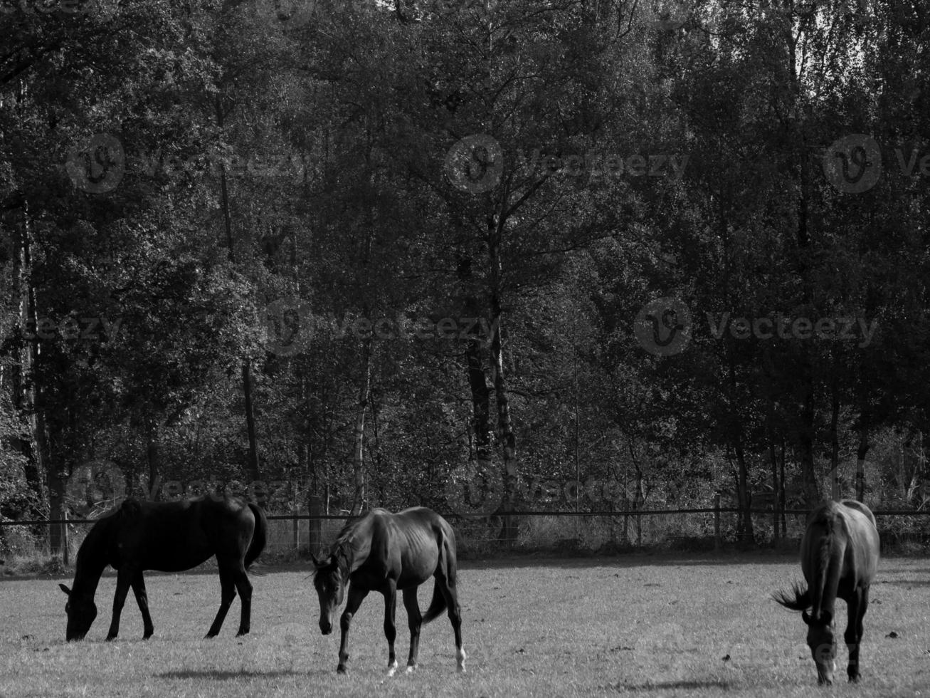 Horses in germany photo
