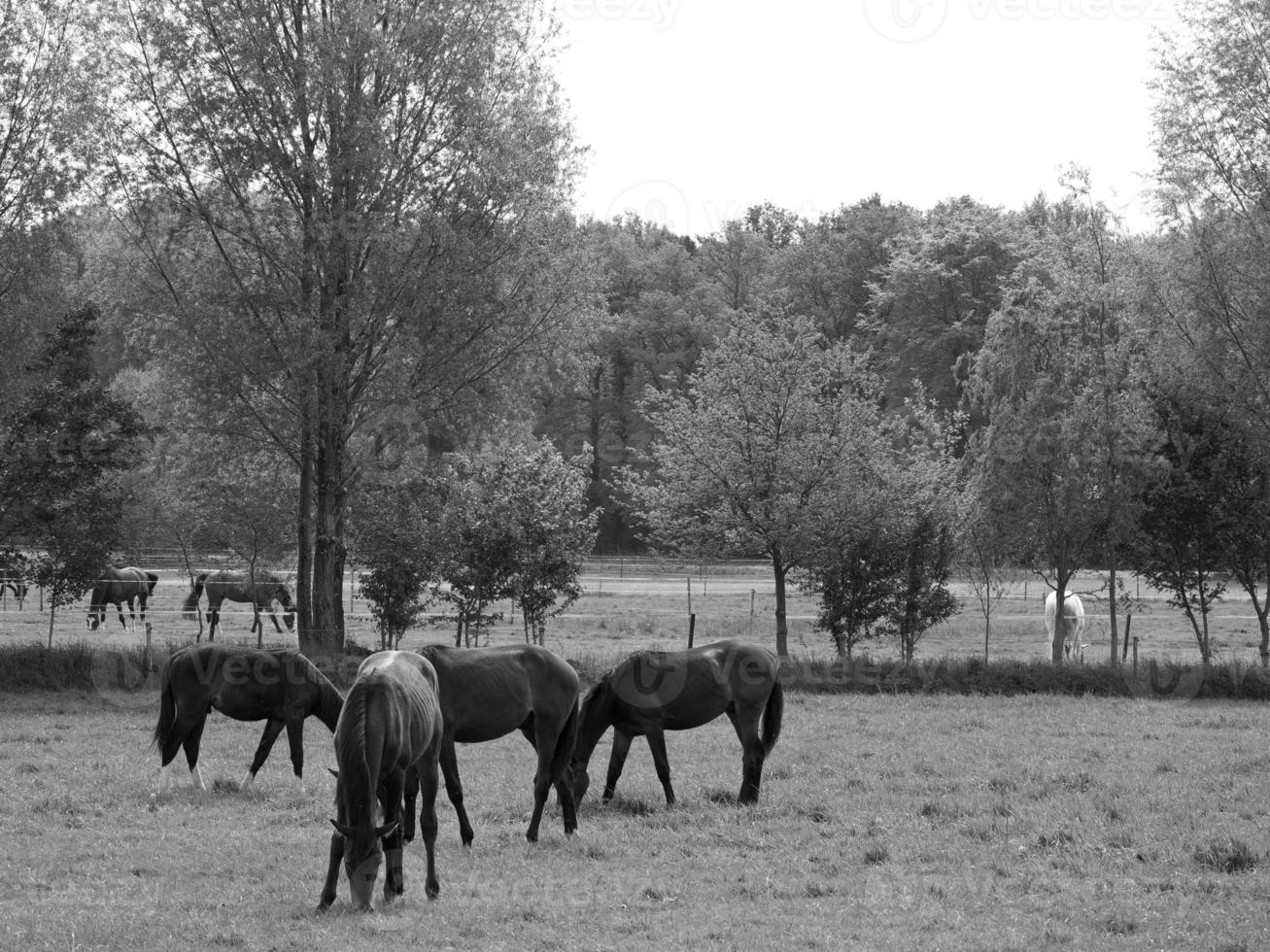 Horses in germany photo