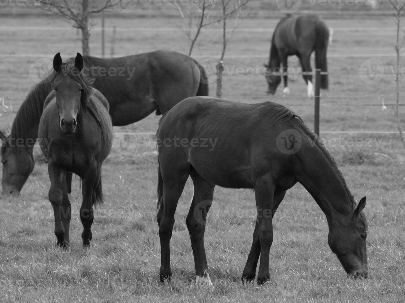 horses on a german meadow photo