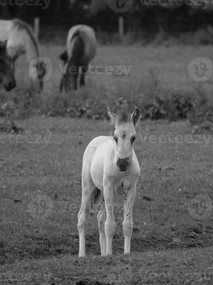 wild horses on a german field photo