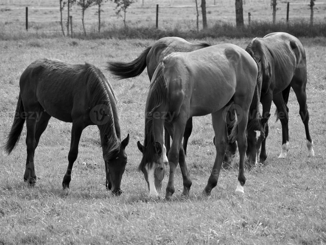 Horses in germany photo