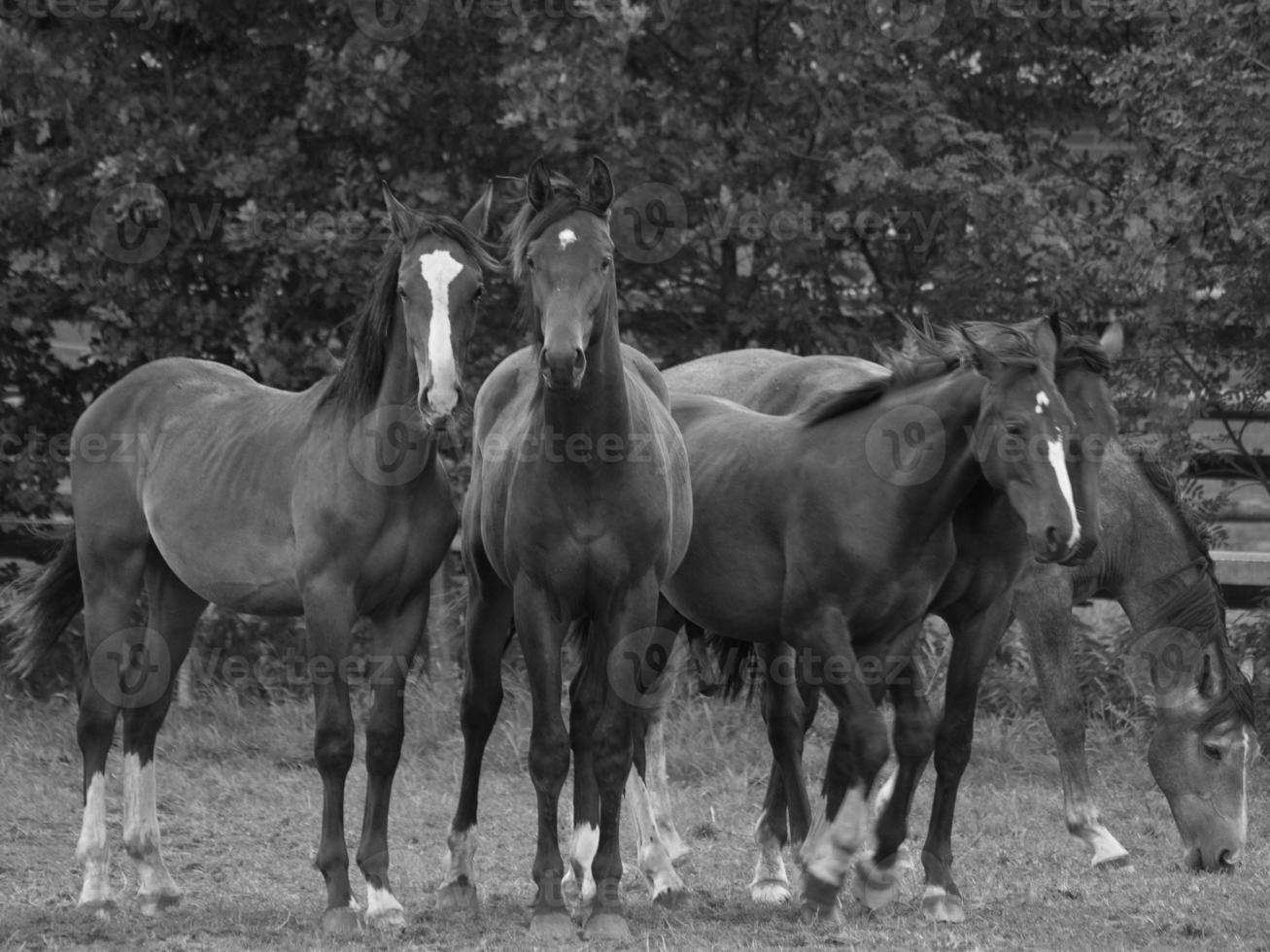 horses and foals in germany photo