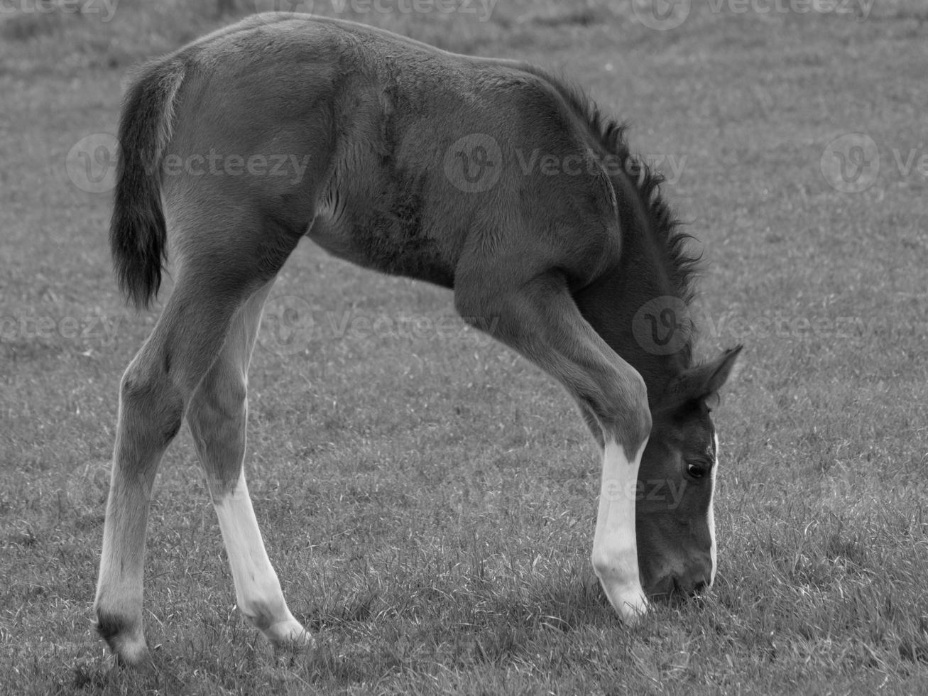 horses on a german meadow photo