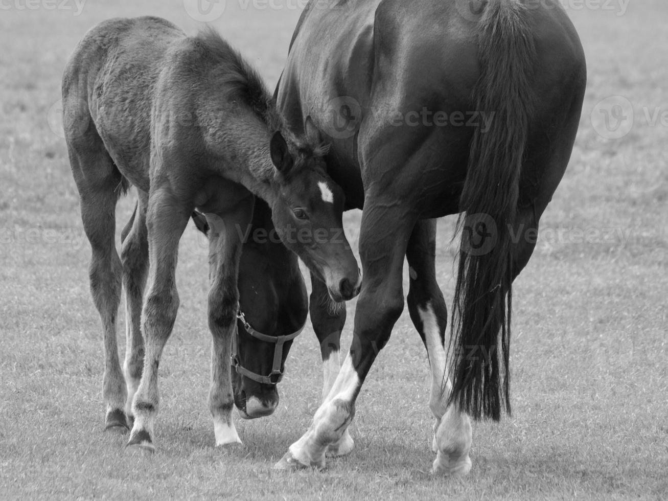 horses on a german meadow photo