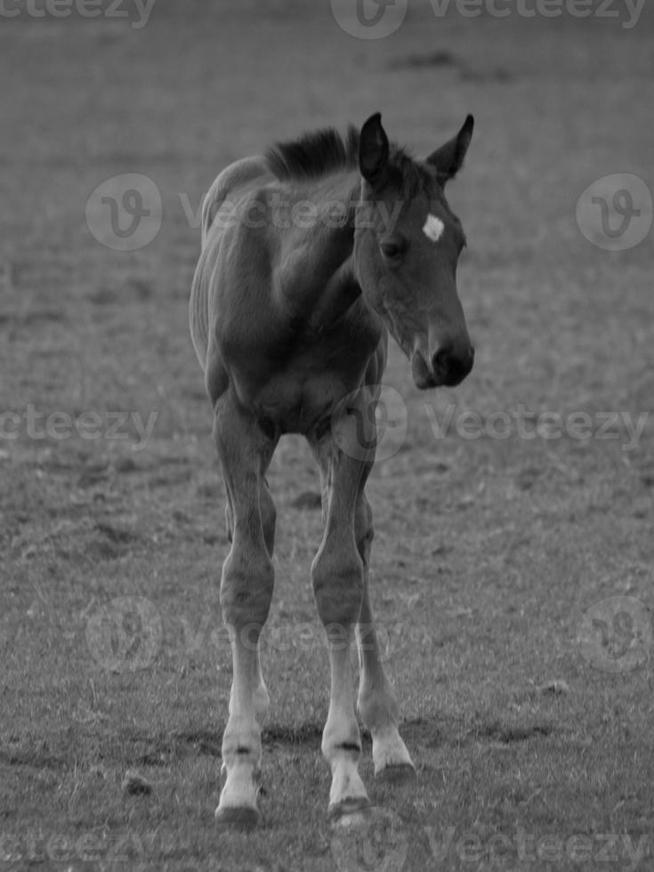 horses and foals in germany photo