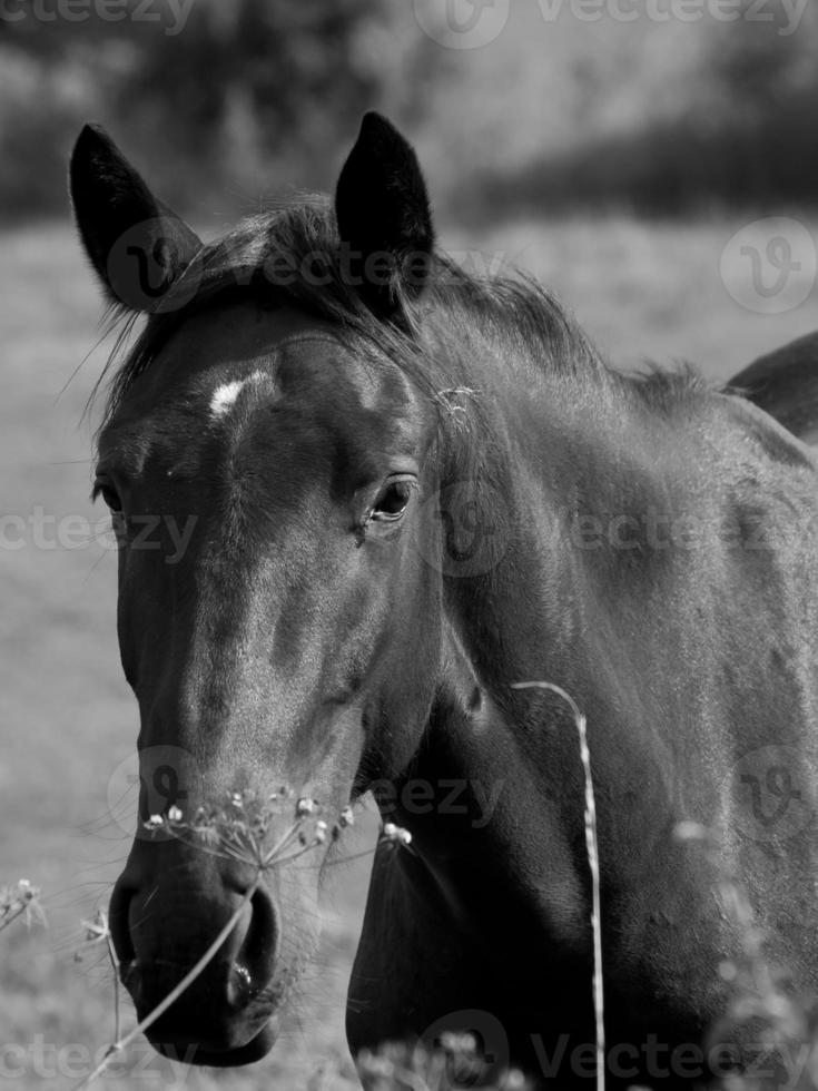 Horses in germany photo