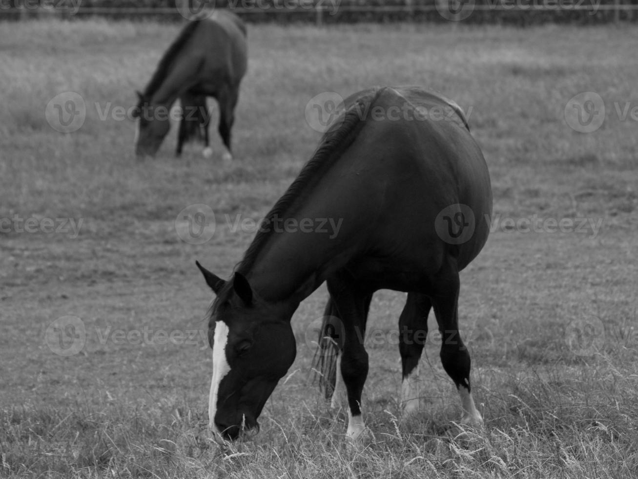 caballos y potros en alemania foto