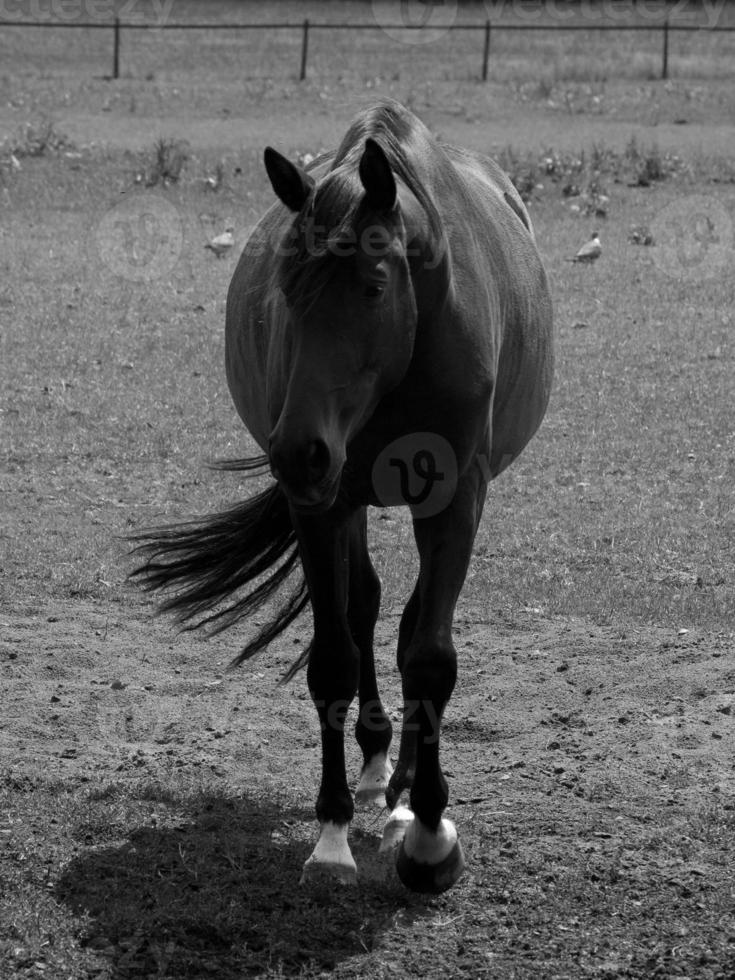 horses and foals in germany photo