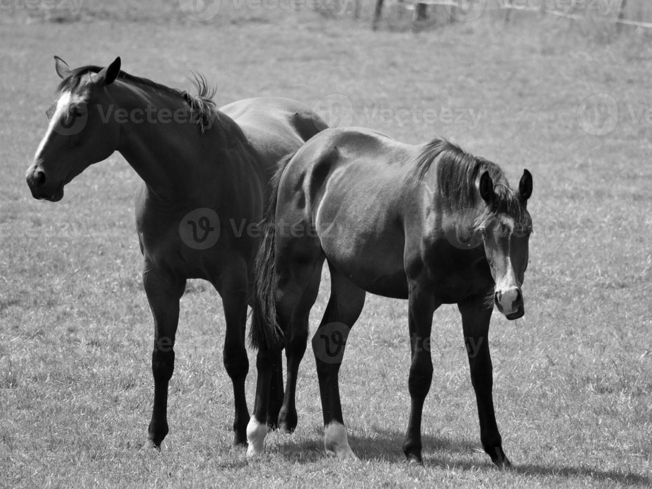 caballos en prado en Alemania foto