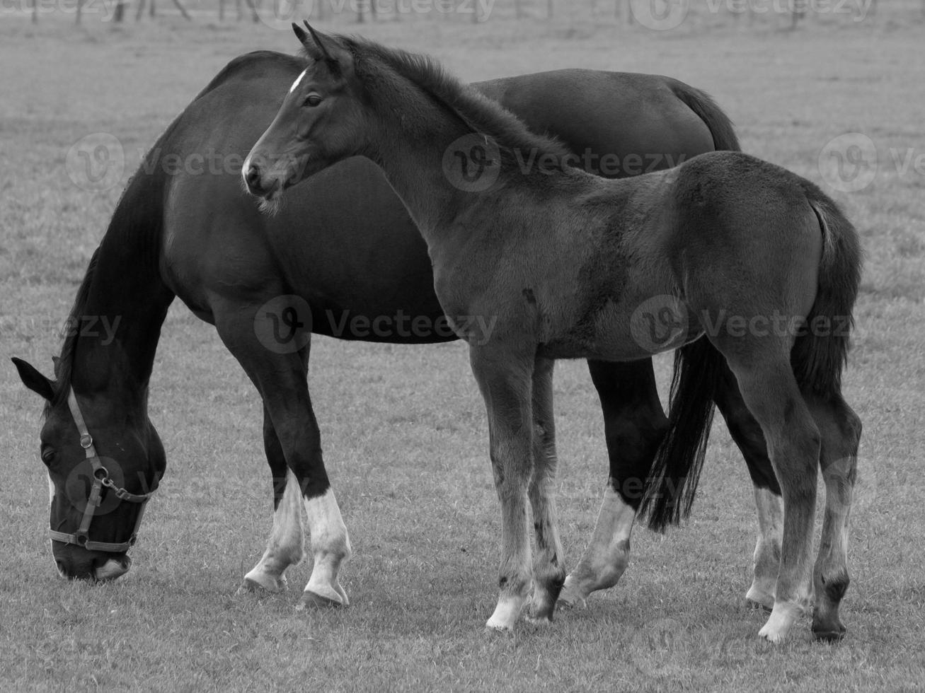horses on a german meadow photo