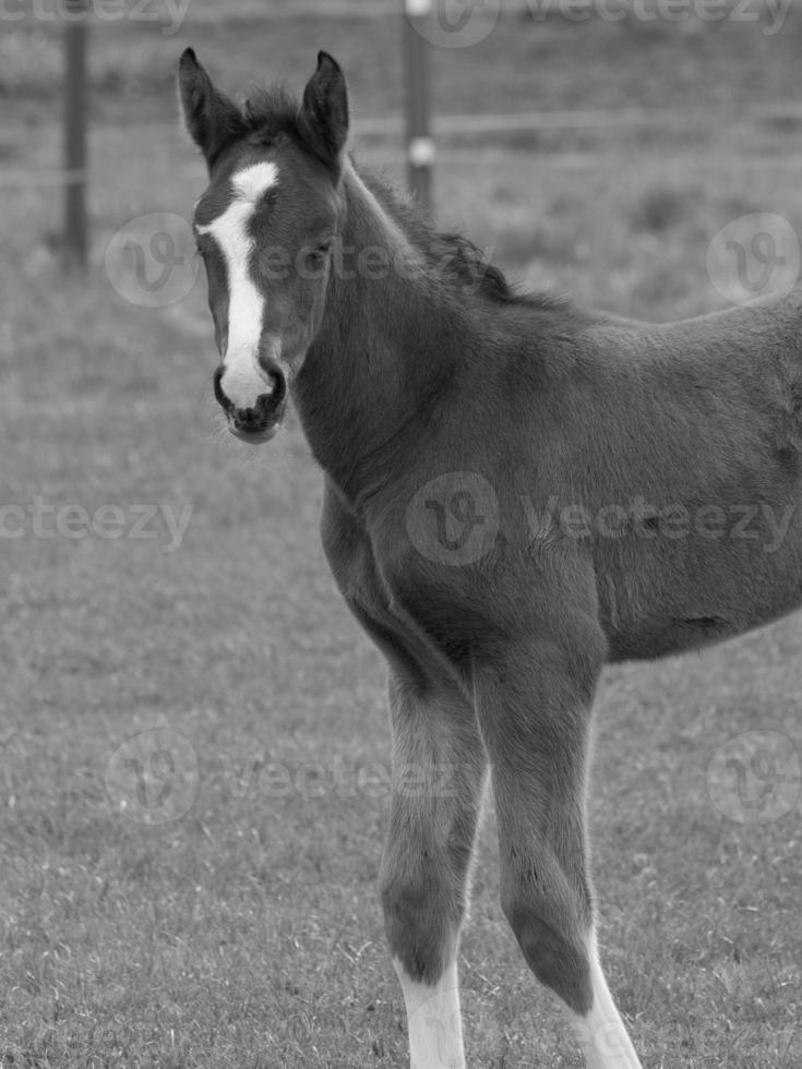 caballos en un prado alemán foto