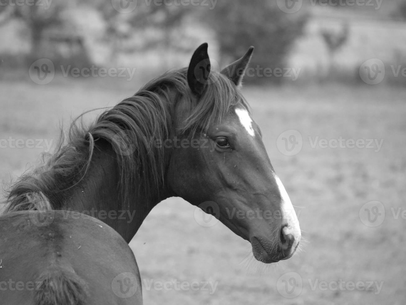 horses and foals in germany photo