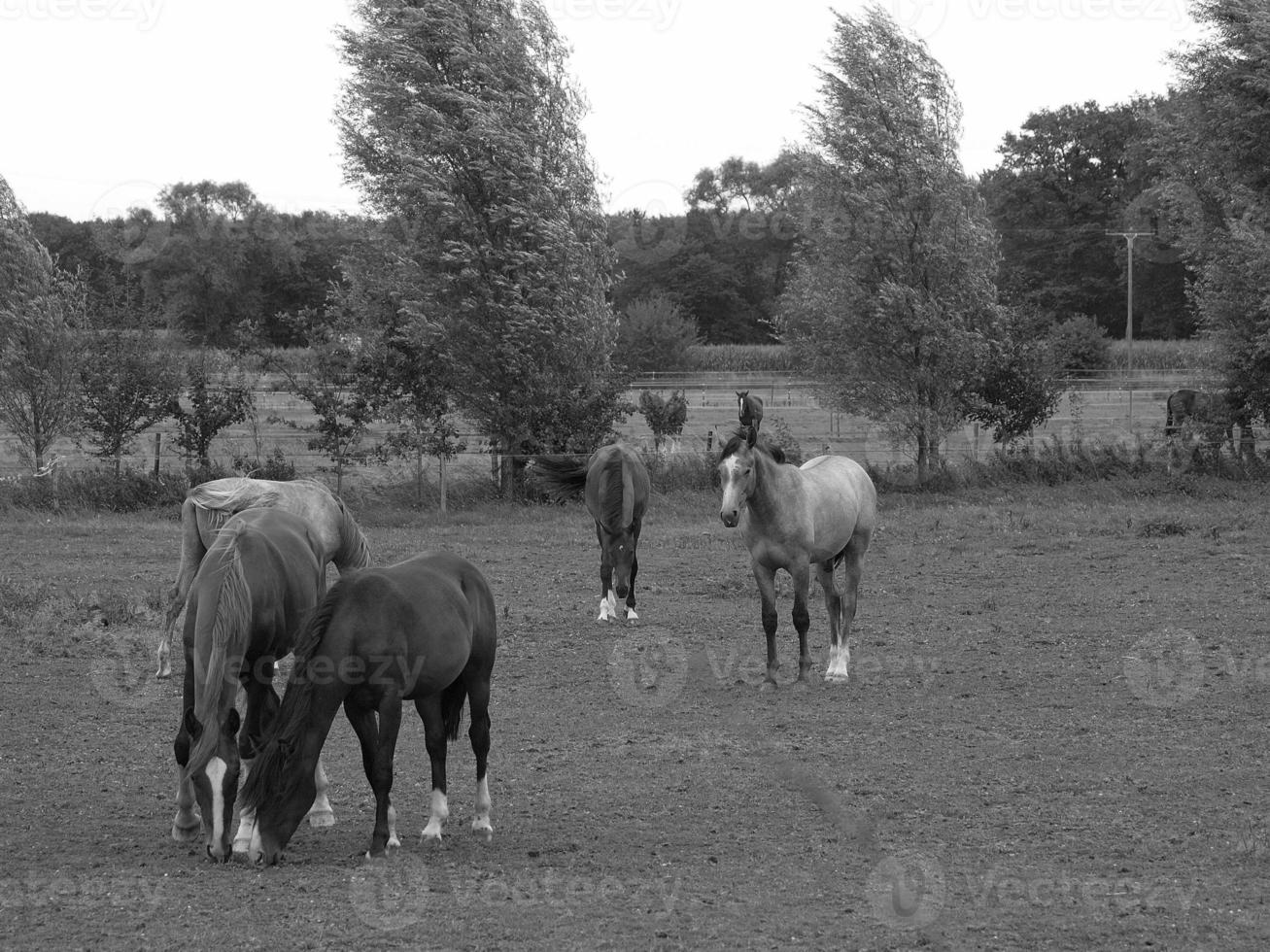 horses in germany photo