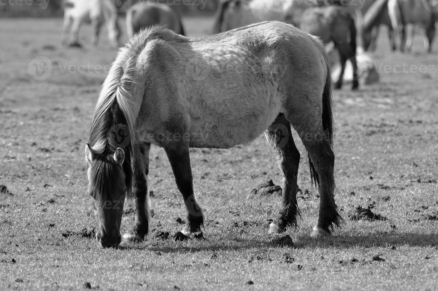 horses on a german meadow photo