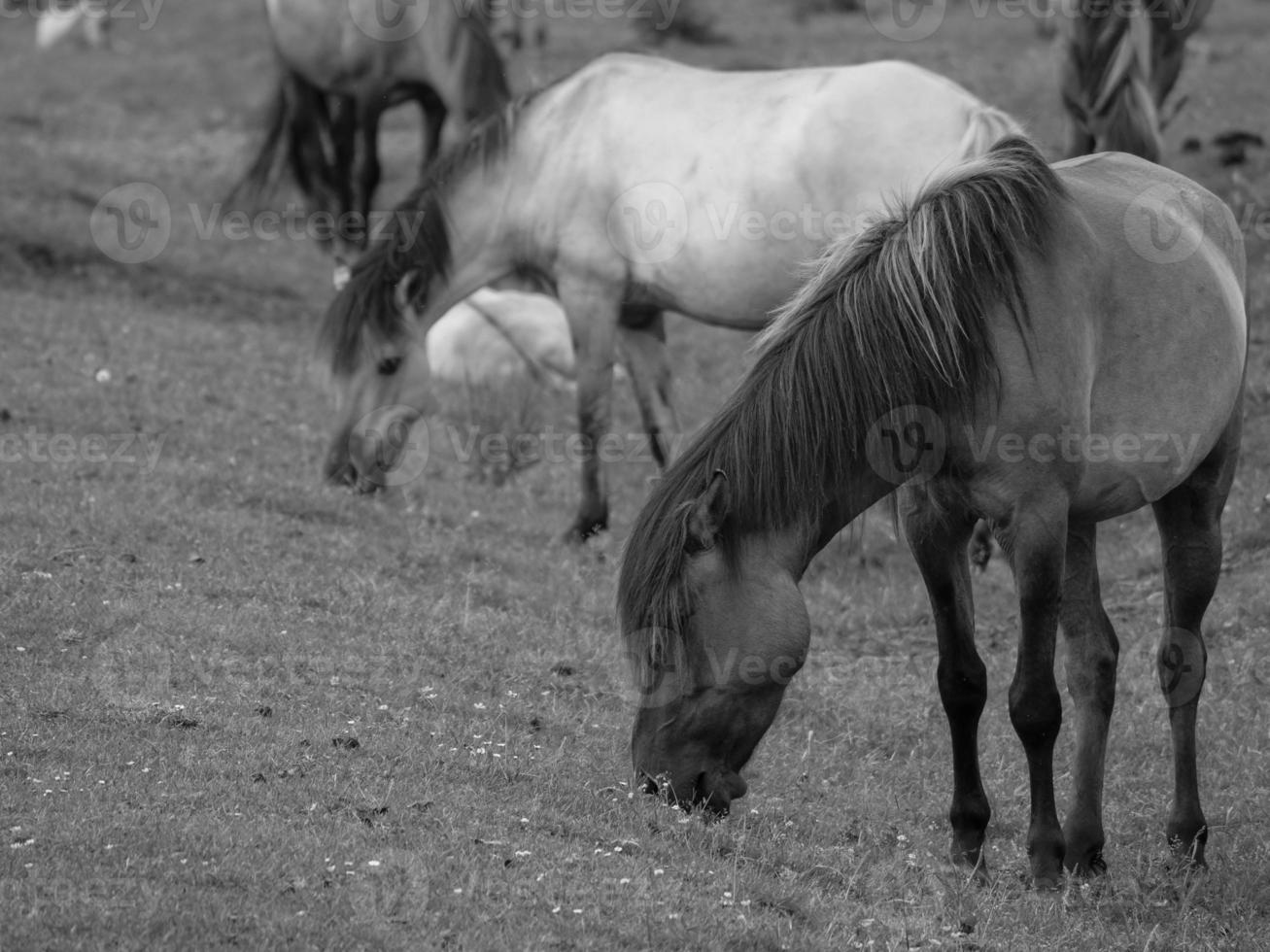 wild horses on a meadow photo