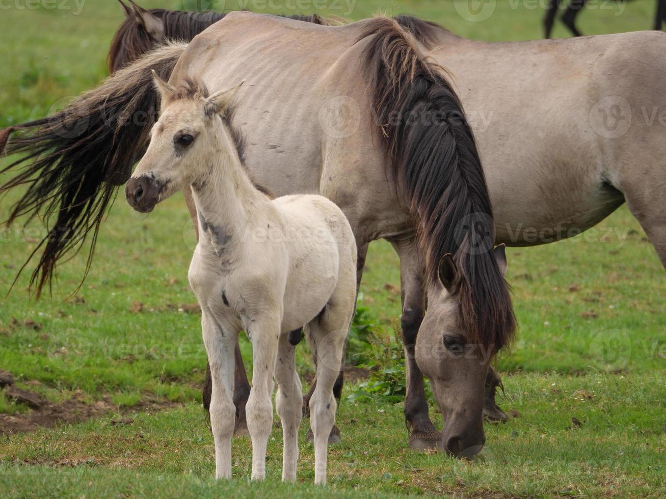 horses and foals in germany photo