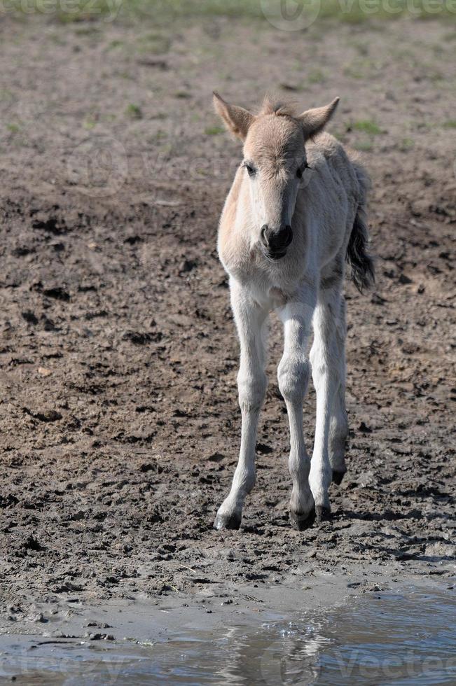 muchos caballos y potros foto