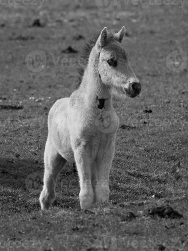 wild horses on a field photo