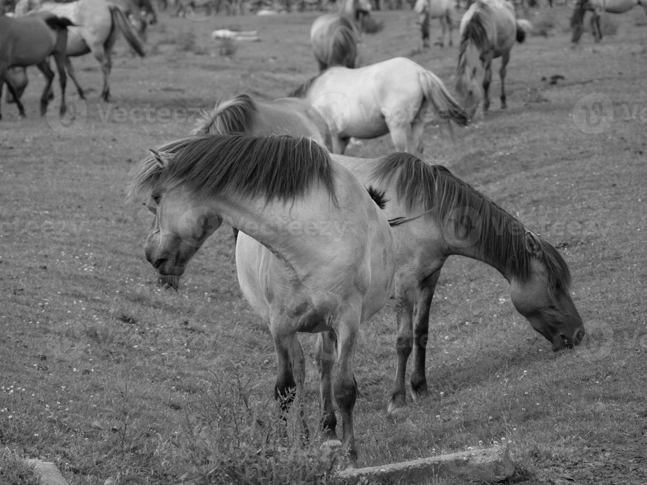 wild horses on a meadow photo