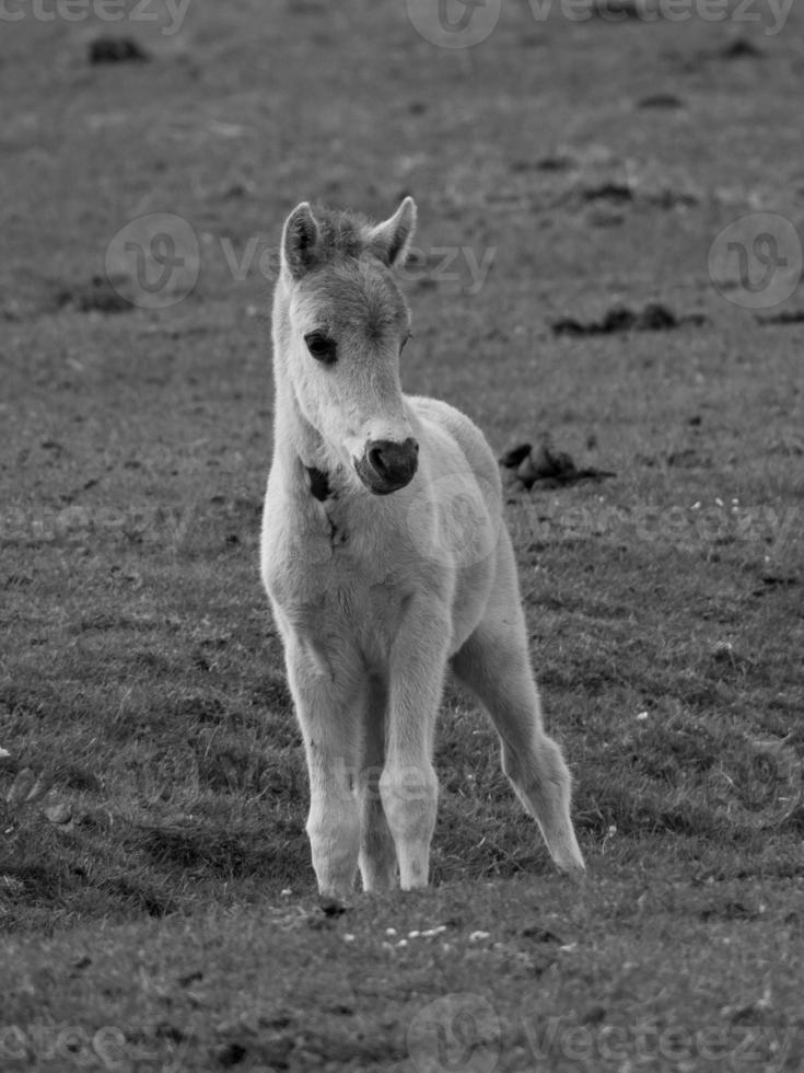 wild horses on a field photo